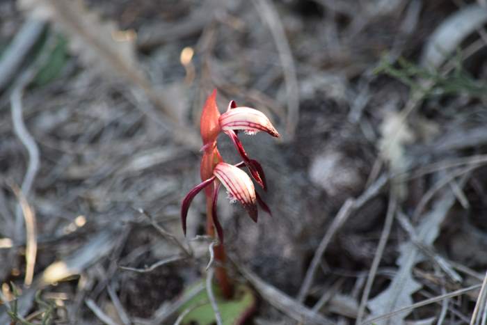 Pyrorchis  - Red beaked orchid-DSC_6955.JPG